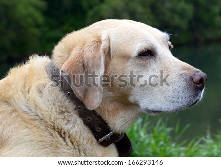 Portrait of a dog wearing a collar on the background of the river