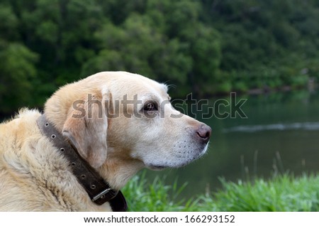 Portrait of a dog wearing a collar on the background of the river