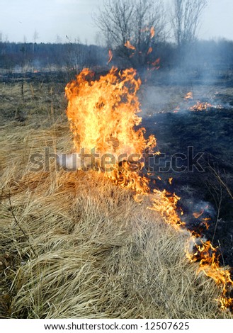 orange  flame - dry grass - spring season