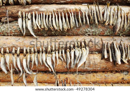 Dry fish hangs against a pine wall logs