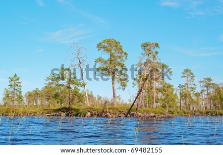 Dry and live pines on the bank of lake grown with a cane