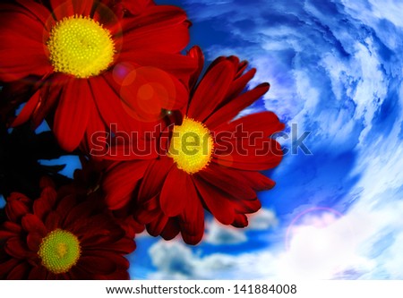 Daisy flower and sky