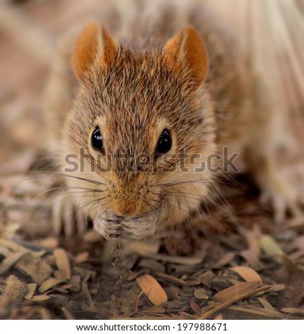 wild field mouse eating