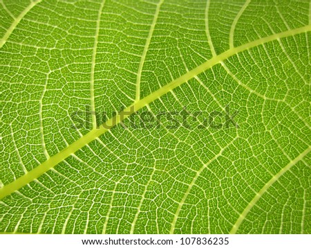 green fig leaf, view from below, leaf underside, macro 6