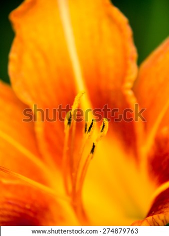 orange day lily (hermerocallis) macro with green background.\
shallow DOF, focus on the anthers