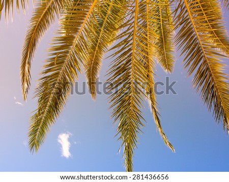 palm leaf, palm frond with blue sky and clouds