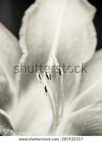 day lily (hermerocallis) macro shallow DOF, focus on the anthers