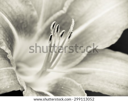 day lily (hermerocallis) macro, shallow DOF, focus on the anthers