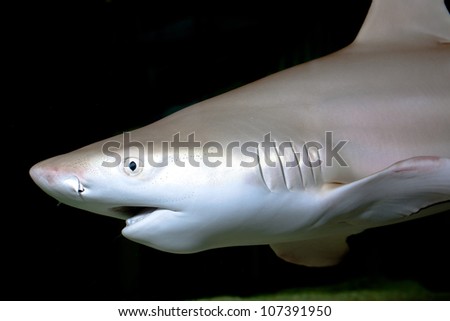 The black tip reef shark, Carcharhinus melanopterus