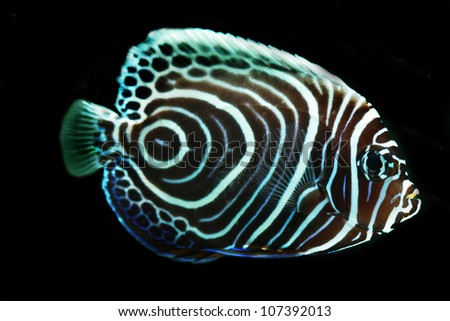 Juvenile Emperor Angel fish(Pomacanthus imperator)  isolated on Black background