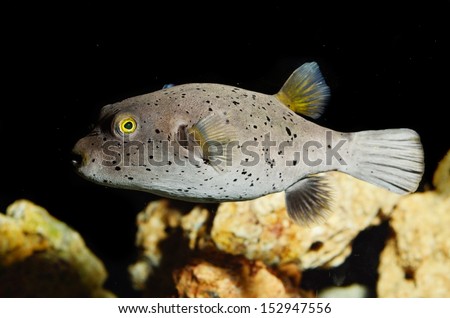 Dog-face Puffer fish