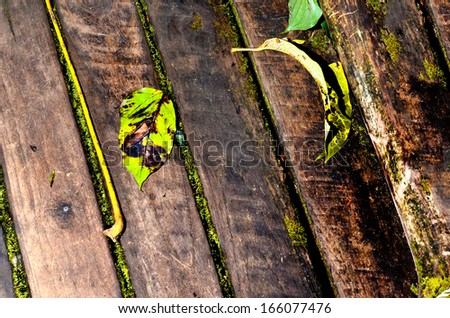 Old Plank in the garden Floor Background
