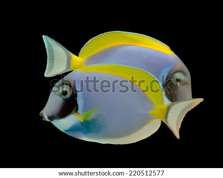 Powder Blue Surgeon fish isolated on Black