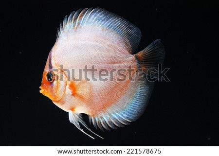 Beautiful Discus Fish isolated on Black