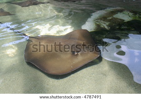 Swimming Sting ray