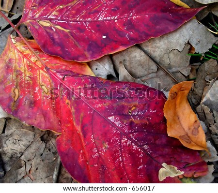 Reddish-purple leaves