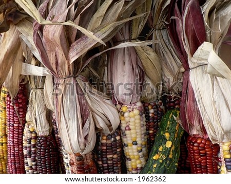 Indian corn at farmers\' market