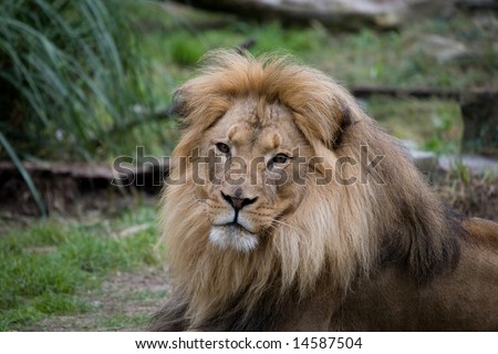Lion face-on