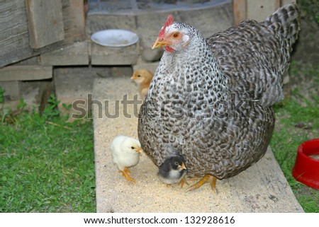 Old hen and her three chicks