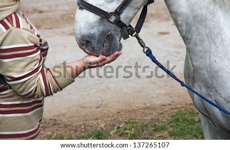 Horsewoman feeding white horse out of hand