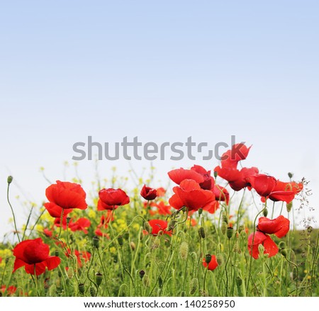 Many poppy flowers in the meadow and sky in the background