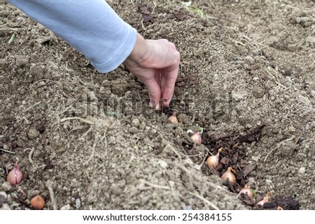 Spring Planting vegetable seeds in prepared soil