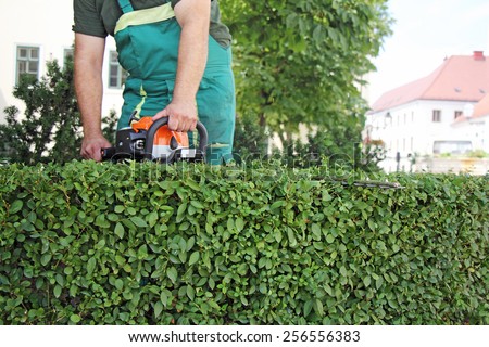 A man trimming hedge in city park