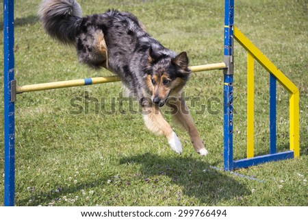 Dog Agility jumping over a hurdle during an agility competition