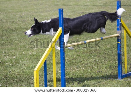 Dog Agility jumping over a hurdle during an agility competition