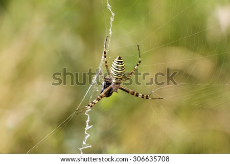 Garden spider (Argiope aurantia) in its net with prey