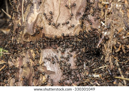 Ants colony in the rotten tree in forest
