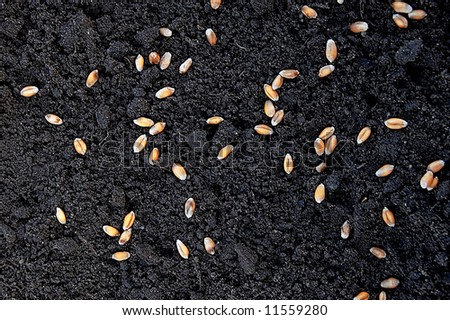 seeds of wheat in grows