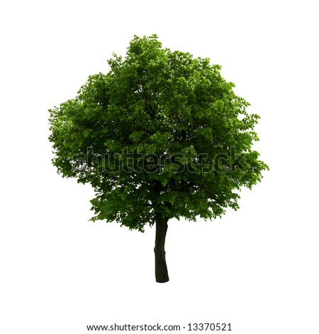 stock photo green tree isolated on white
