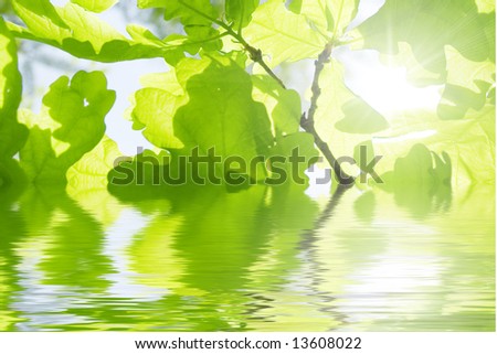 new leaf of oak tree in water