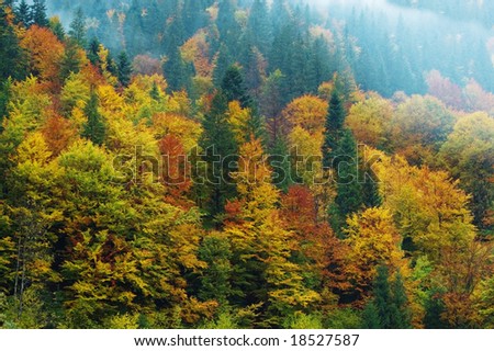 autumn forest and fog close up