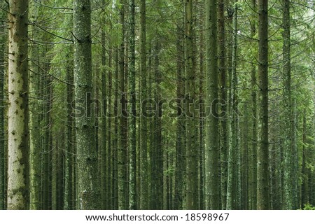 pine woods in forest close up