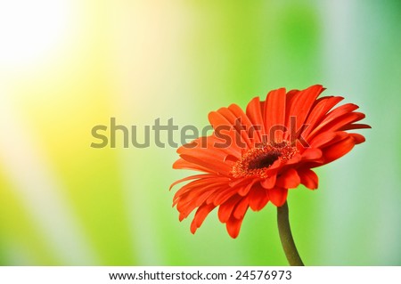 red flower isolated on green