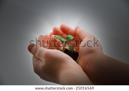 small plant and child hand