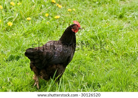black chicken on green grass