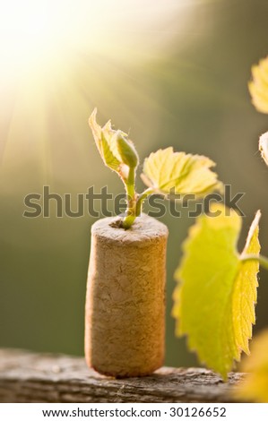 vine growth from bottle cork