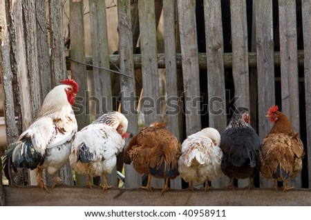 chicken family sitting in a line on roost