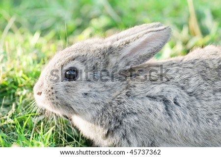 Rabbit Gray