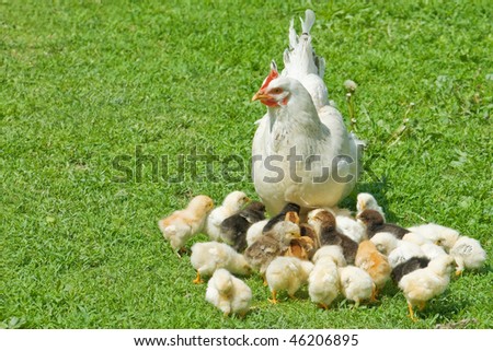 chicken family on green lawn