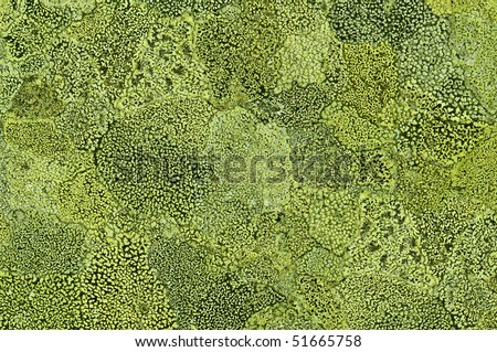 green mold texture on stone