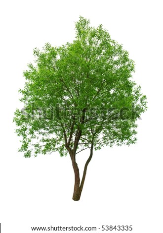 stock photo green tree isolated on white