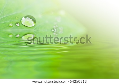 water drop and green leaf