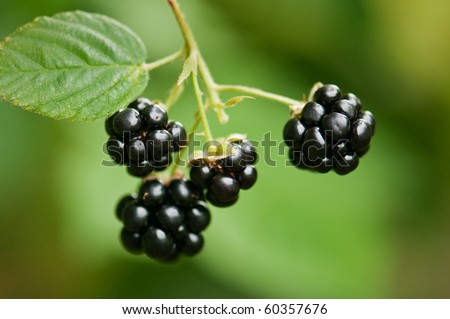 macro shot of ripe blackberry