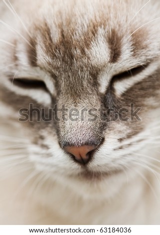 cat eyes close up. Kittens are many eye, ear,