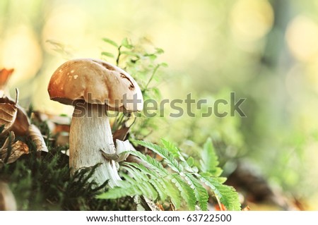 mushroom in forest close up