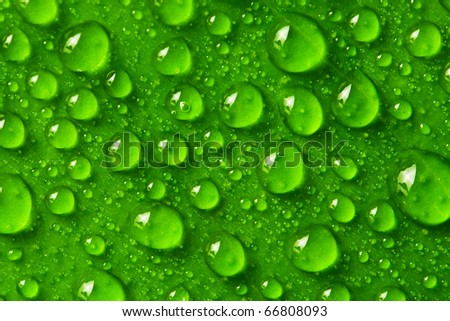 green leaf background with raindrops